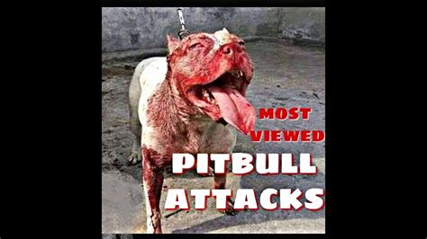 pitbull attack|pitbull attacks 2023.